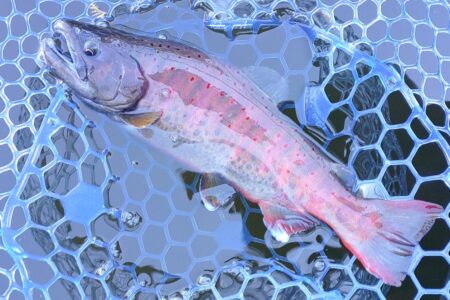 かっこいい魚がいっぱい ～岡崎トラウトポンド～